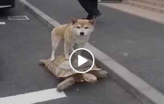 全世界最懶的狗?!