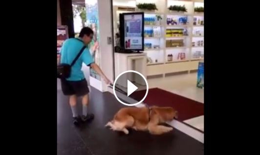 黃金獵犬發現冷氣好想吹，拚命往裡爬