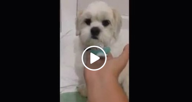狗狗吃奶嘴的反應?!
