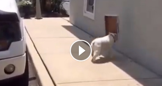 超萌鬥牛犬，怎麼樣都不肯放棄這個!
