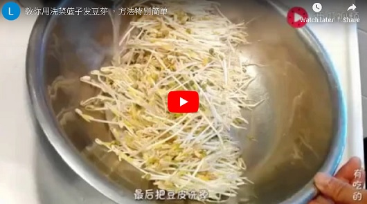 想吃豆芽不用買，教你用洗菜籃子發豆芽！