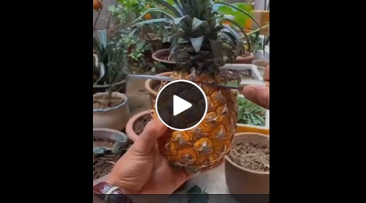 各種水果種植法！收藏起來