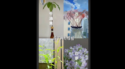 自己種出網紅綠植