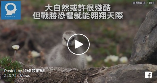 才出生三天的雛鳥被父母強逼從120公尺懸崖跳，最後結局讓人出乎意料！