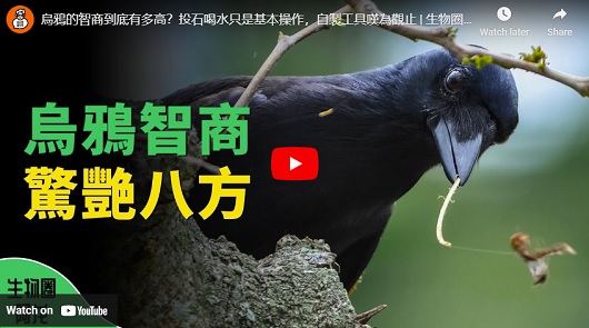 烏鴉的智商到底有多高？90%的人都小看了！