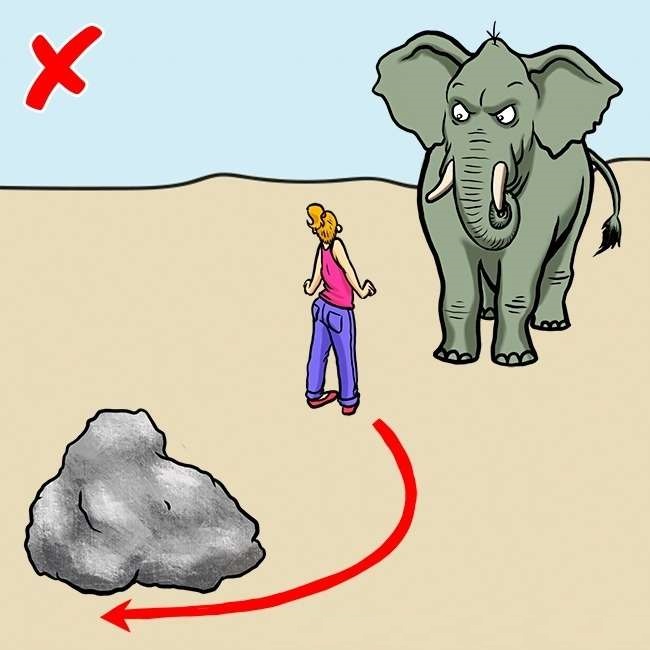 elephant