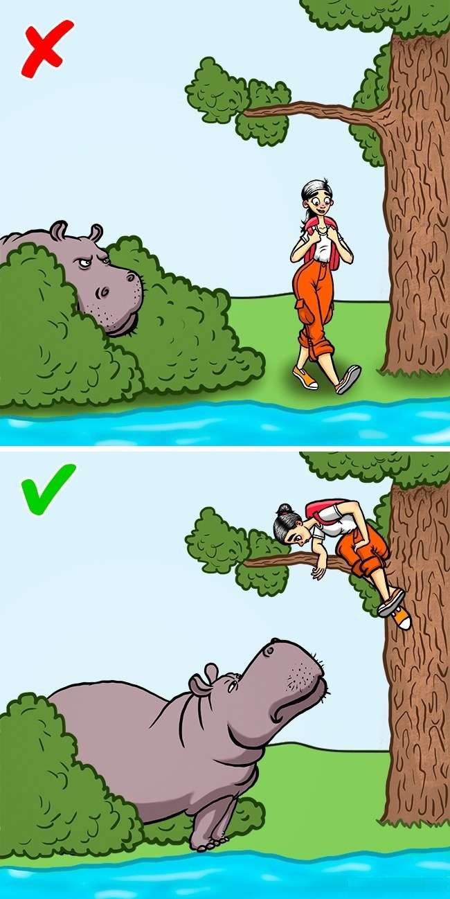 hippo
