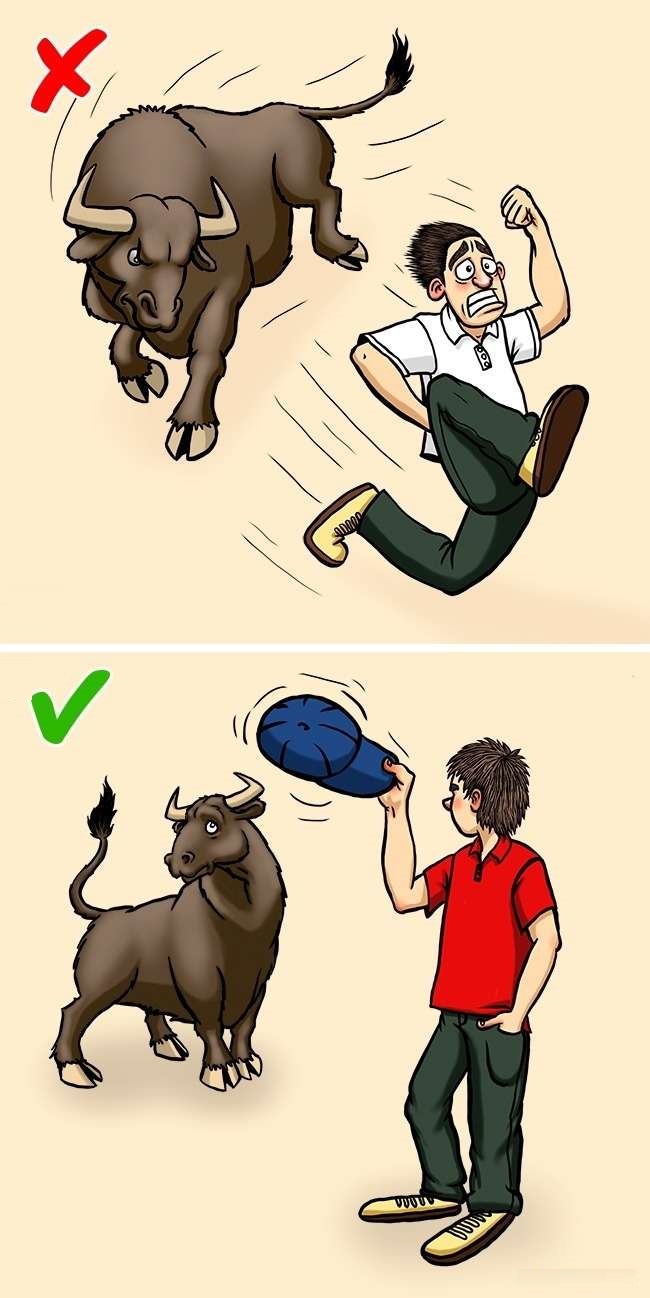 ox