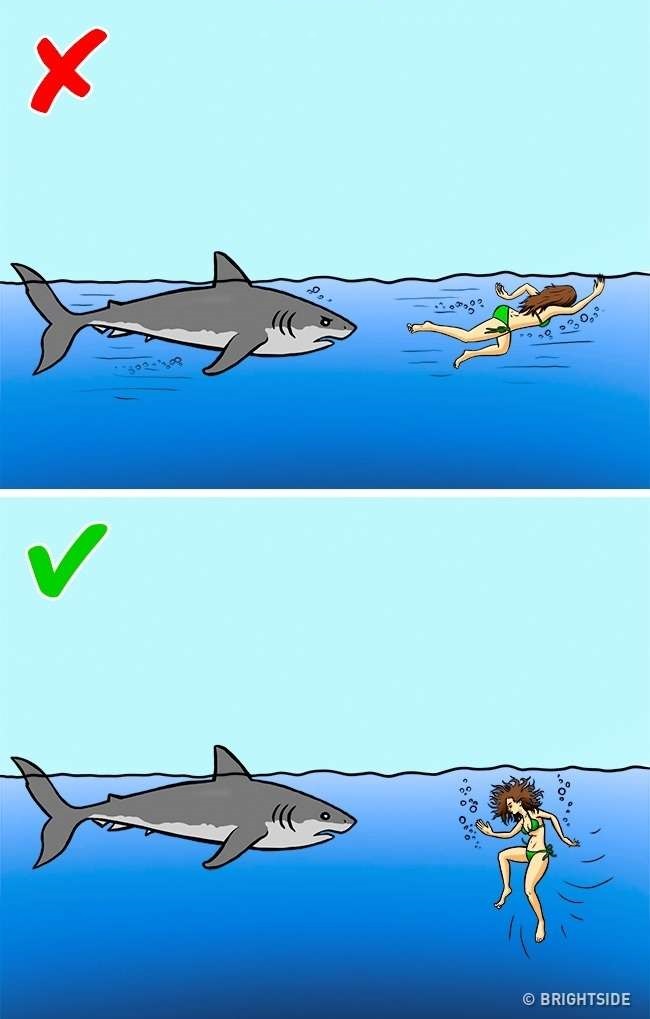 shark