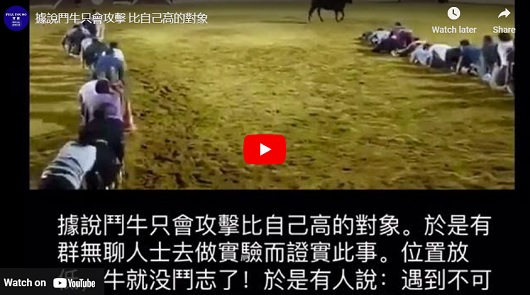 據說鬥牛只會攻擊，比自己高的對象?!