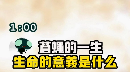 從蒼蠅的一生，看人生的意義！