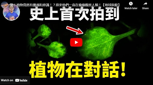 驚！植物竟然有靈魂和意識！？