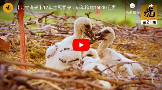 問世間情為何物? 17年生死相守，這個愛情故事太好哭了