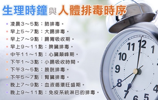 body clock