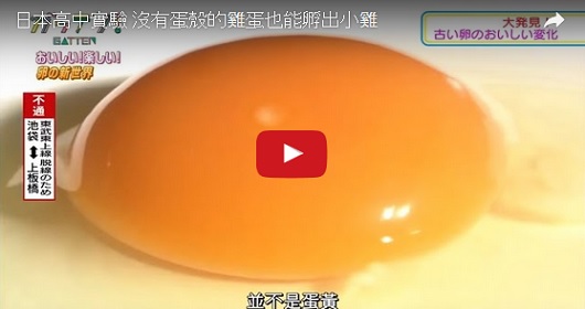 沒看錯吧？不用蛋殼也能孵出小雞？