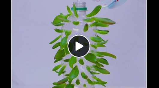 小撇步教你怎麼讓12這種植物生根發芽