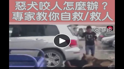 遇上惡犬咬人，專家教你自救/救人方法！